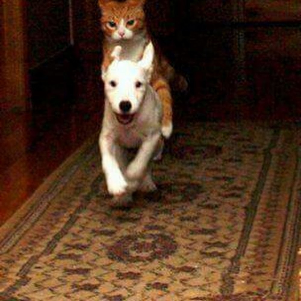 Meet your Posher, Sandy